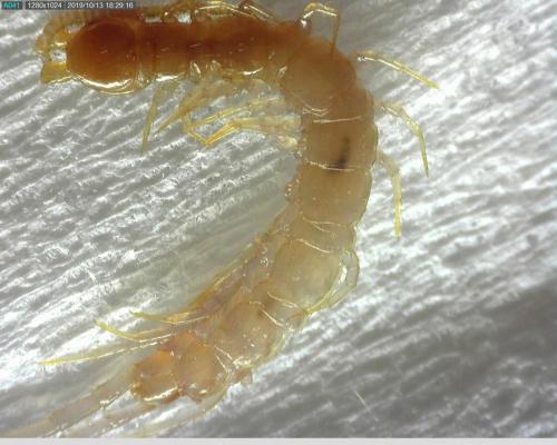 Réf. 241 780 : Lithobius forficatus